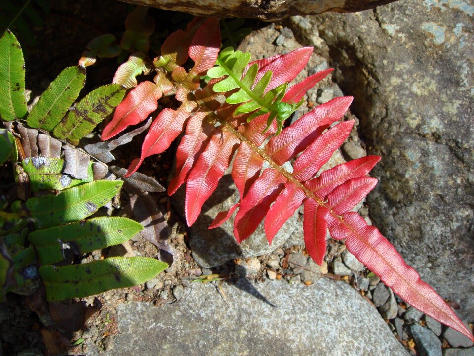 Nature flower plant