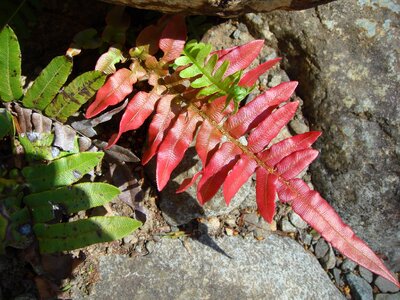 Nature flower plant