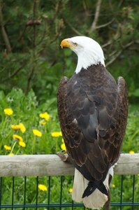 Raptor bird animal photo