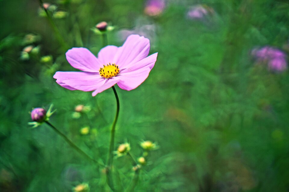 Cosmos flowers autumn