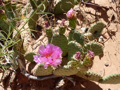 Bloom cactus blossom drought