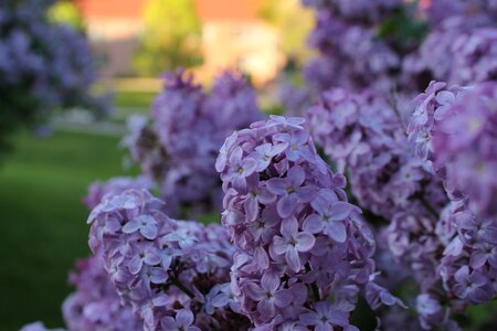 Lilac flower