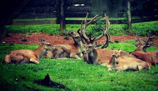 Horns animals nature
