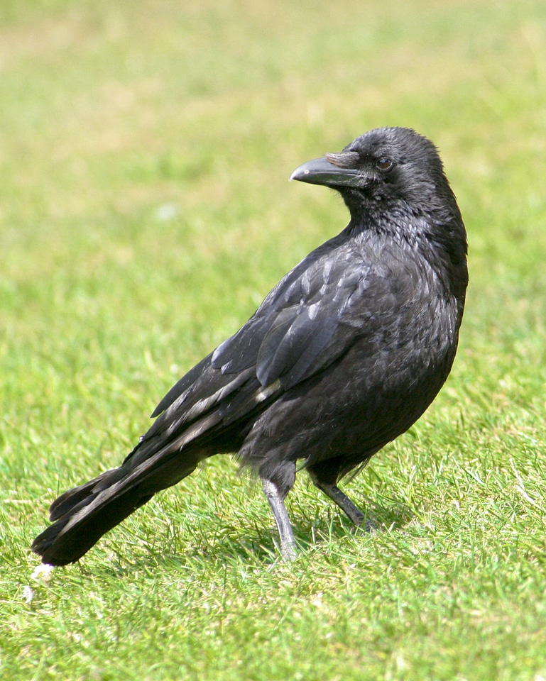 Standing black feathers