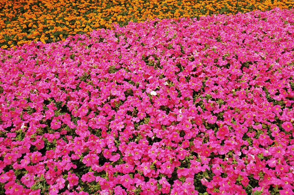 Spring nature floral