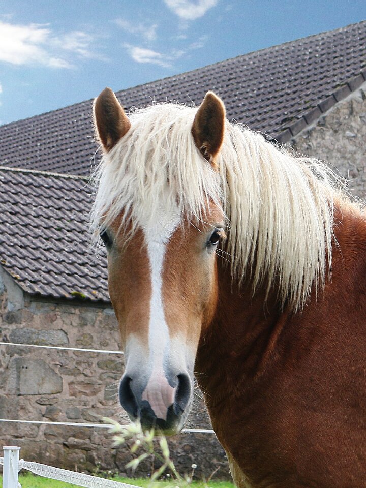 Horses horse head brown
