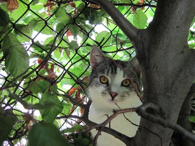 Domestic cat outdoor hidden