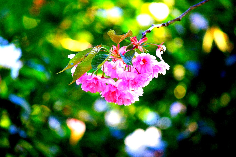 Bloom flowers spring