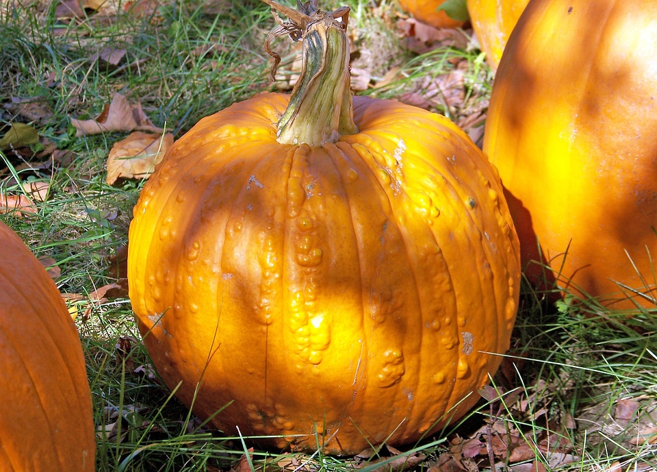 Orange harvest autumn