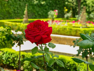 Pink garden of alhambra grenade
