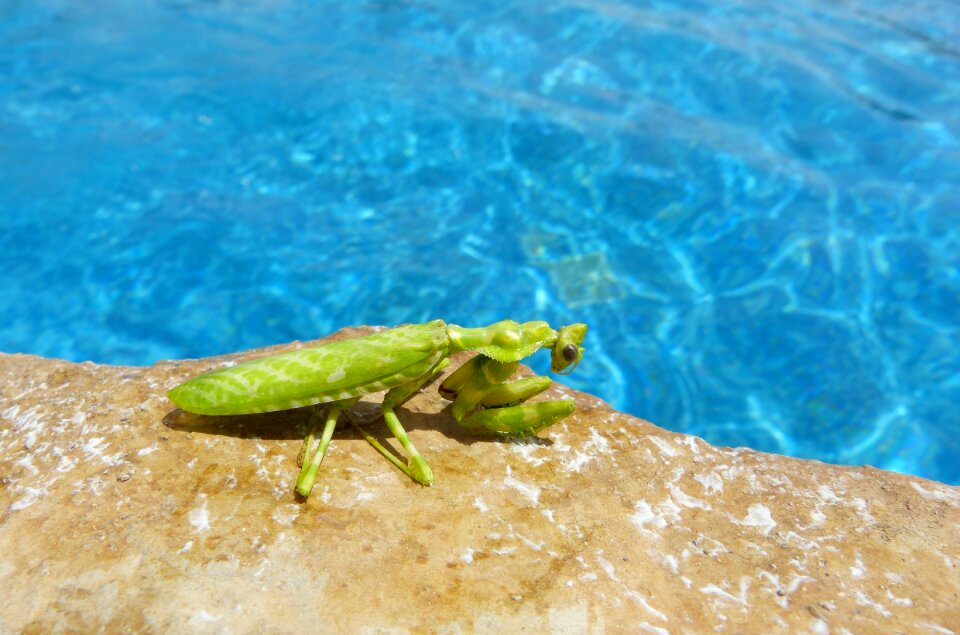 Mantis insect animal