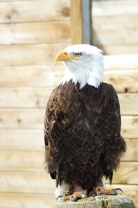 Plumage bird of prey fluffy