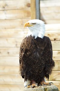 Plumage bird of prey fluffy photo