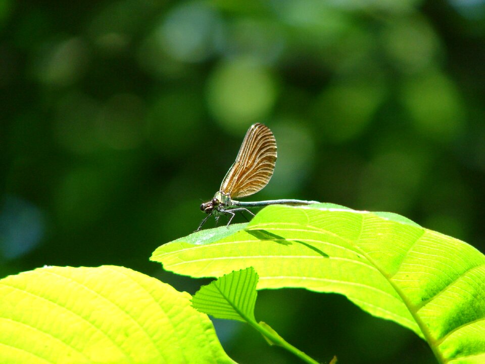 Insect green dragonfly