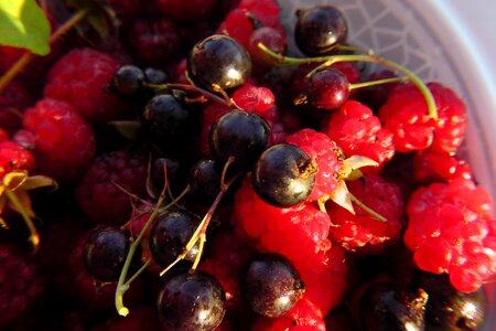Berries raspberries fresh