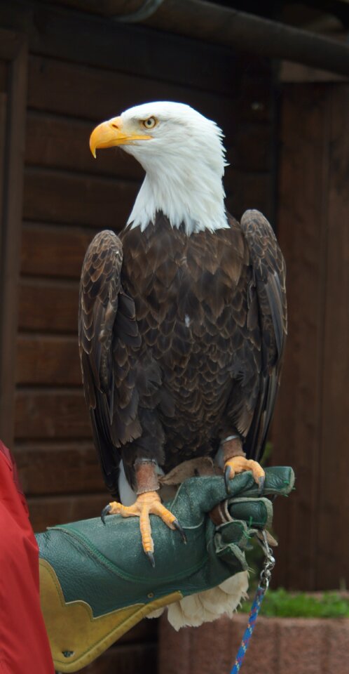Raptor bird animal