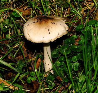 Nature autumn lonely