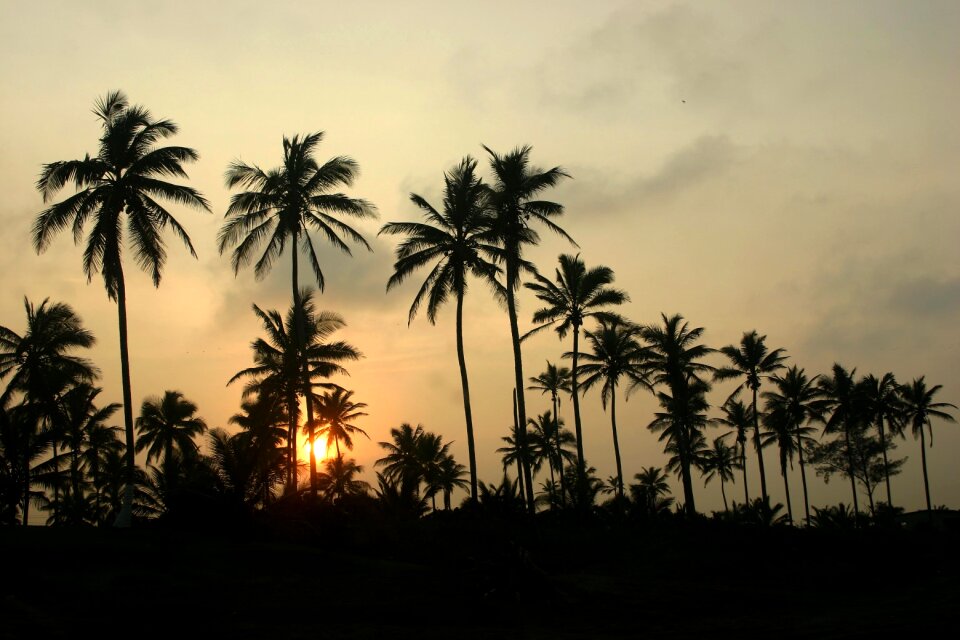 Sunset twilight trees
