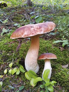 Mushrooms nature boletus
