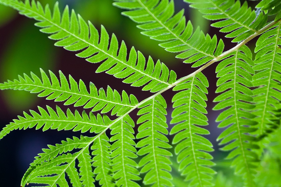 Close-up detail eco