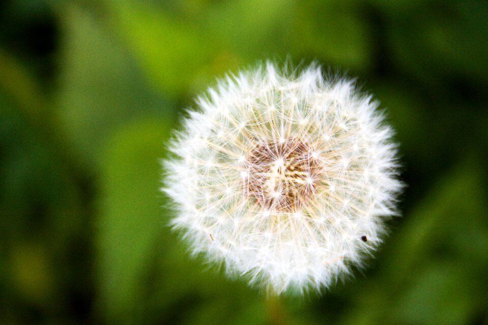 Bloom flower white