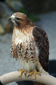 Plumage bird of prey fluffy