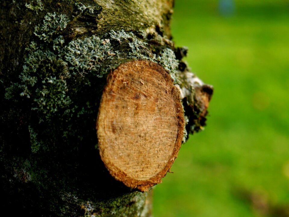 Green nature tree pruning