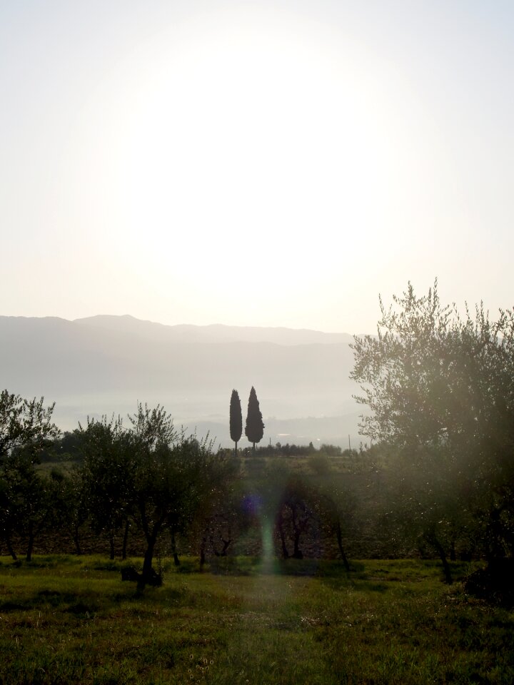 Cypress trees tuscany italy