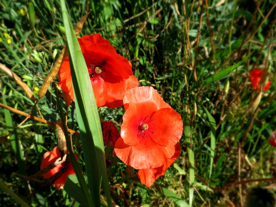 Nature blooms plant