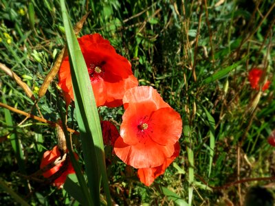 Nature blooms plant