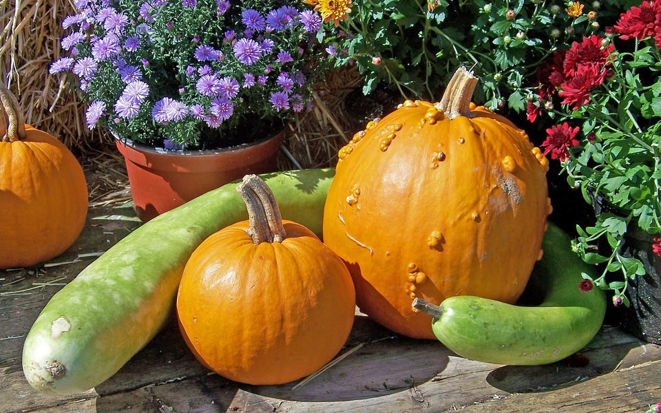 Flowers halloween still life