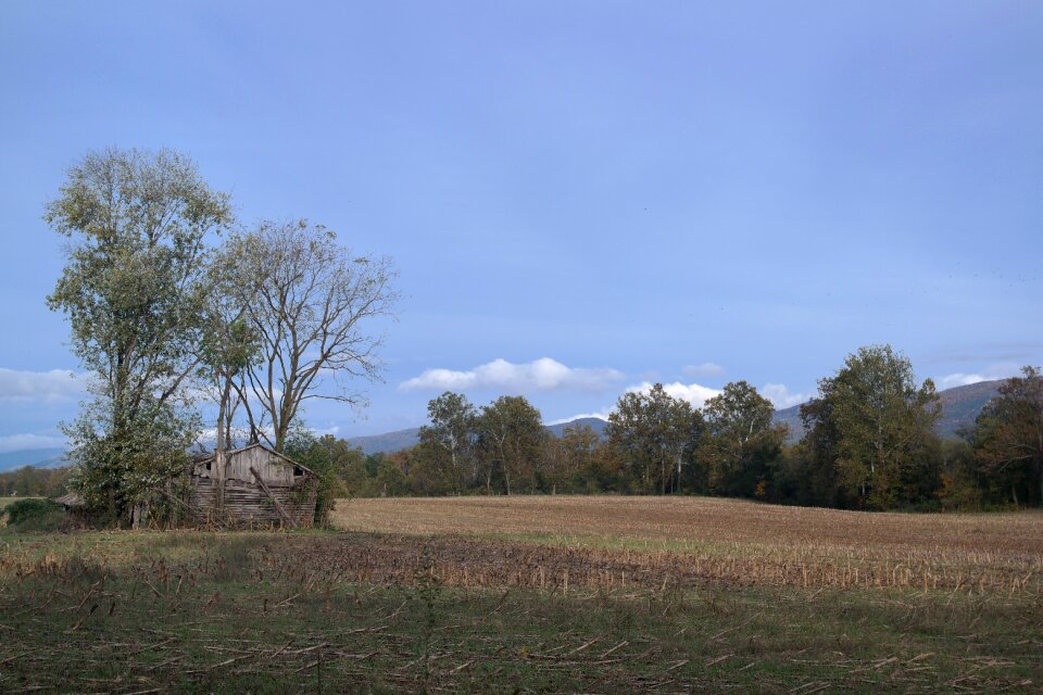 Country countryside trees