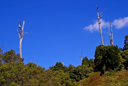 Green australia