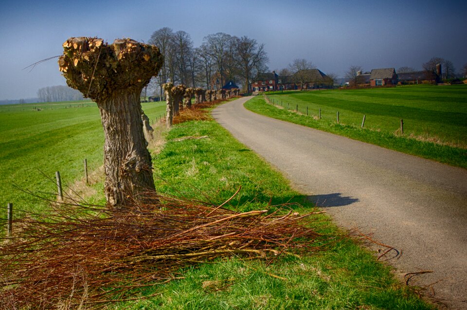 Willows polder road