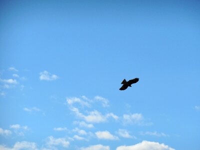 Blue sky bird