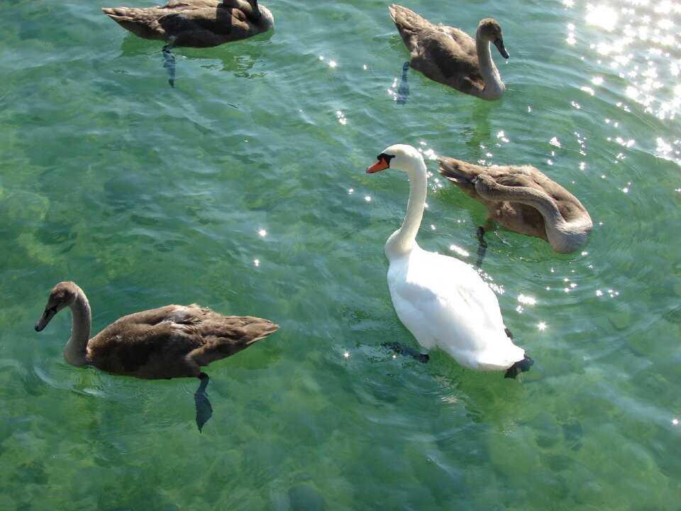 Lake animal world waters
