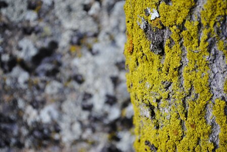 Bark vegetation trunk