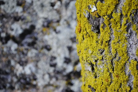 Bark vegetation trunk photo