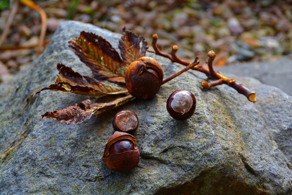 Autumn mood autumn nature