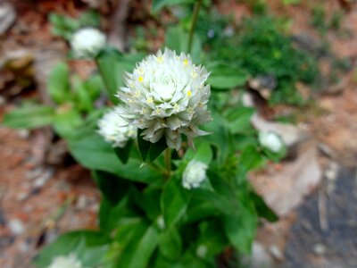 Globosa plant amaranth photo