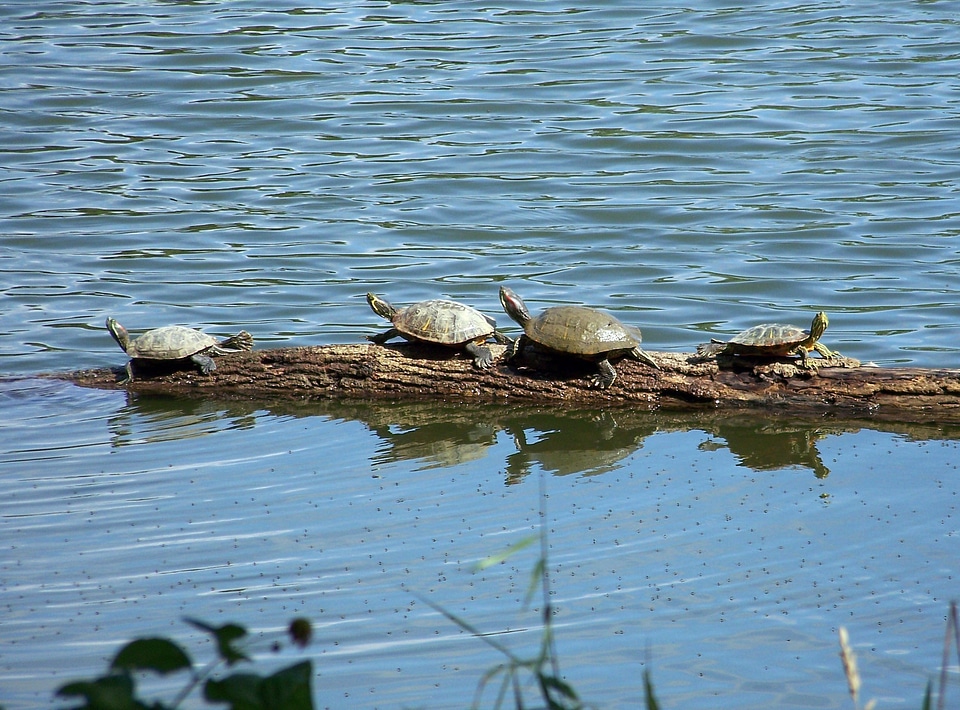 Wildlife reptile water