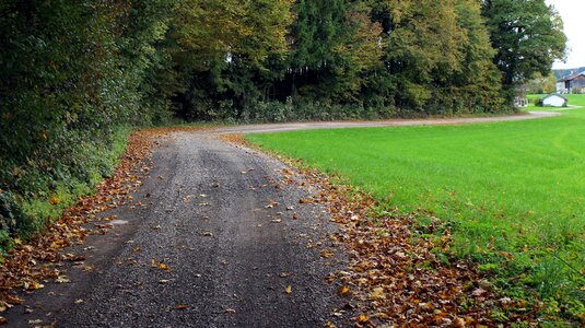 Autumn meadow green photo