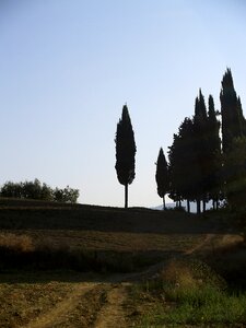 Cypress tuscany italy photo