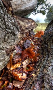Forest autumn natural