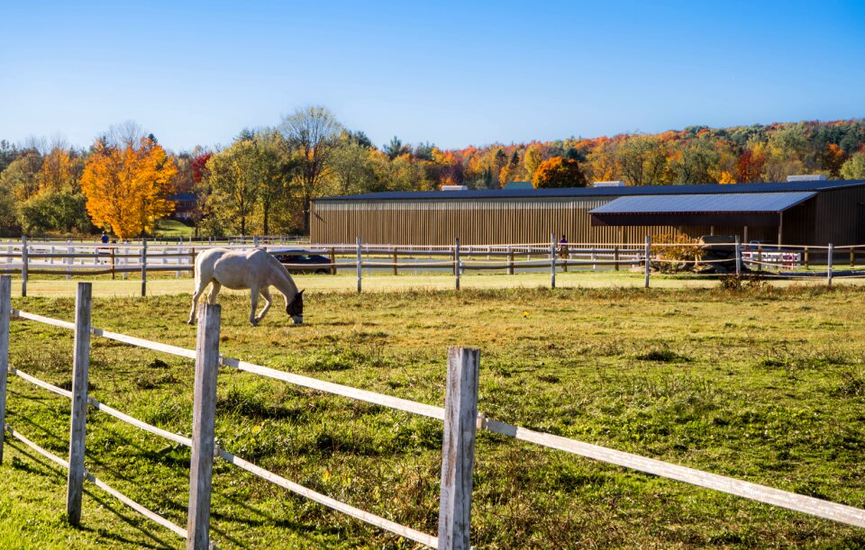 Barn horse landscape