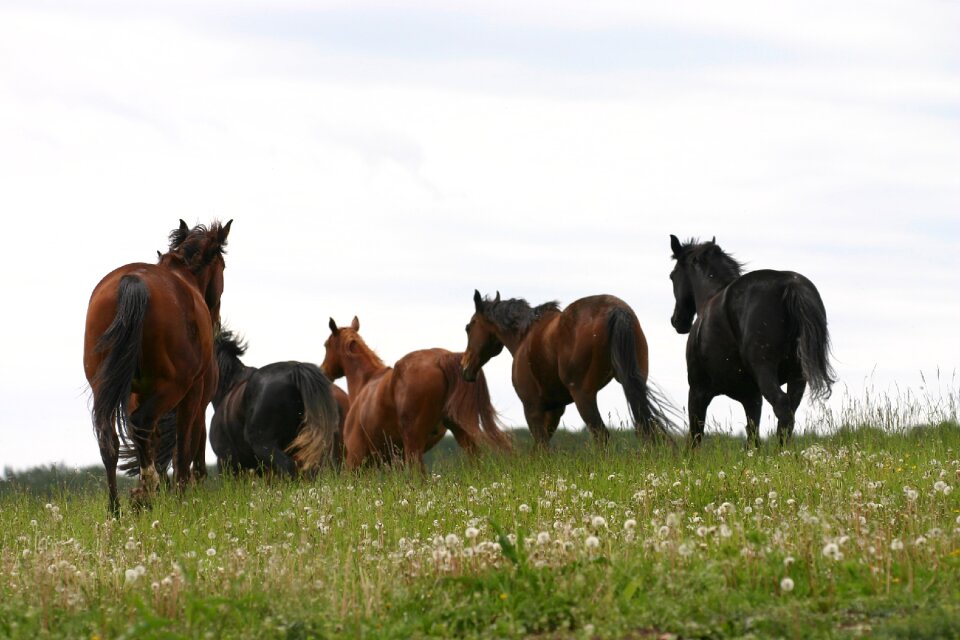 Horses meadow nature