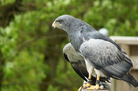 Bird animal nature