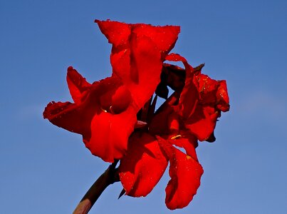 Red sky garden photo