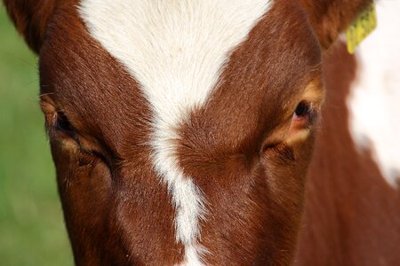 Animals milk agriculture