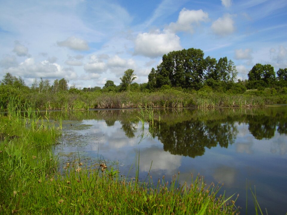 Lake reeds swamp